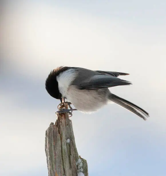 Willow Tit (Poecile montanus borealis) in a taiga forest near Kuusamo in Finland during cold winter