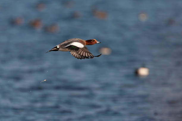 istock Eurasian Wigeon (Anas penelope) in the Netherlands. 1881807452