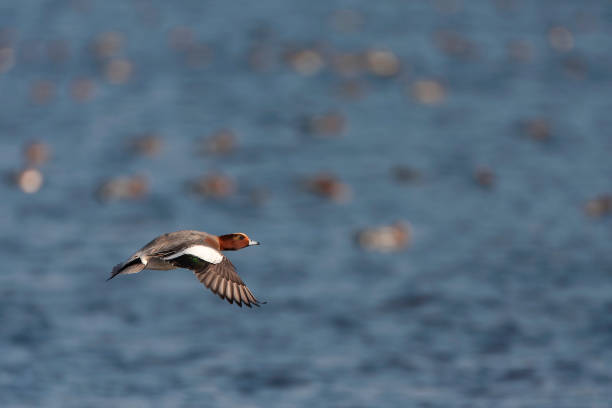 istock Eurasian Wigeon (Anas penelope) in the Netherlands. 1881807463