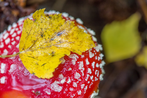A yellow autumn leaf of a tree lies on a red fly agaric.