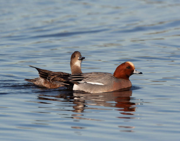 istock Eurasian Wigeon (Anas penelope) in the Netherlands. 1881808507