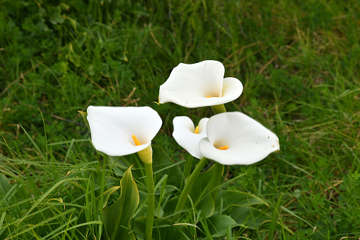 Zantedeschia aethiopica is a herbaceous perennial plant, evergreen where rainfall and temperatures are adequate, deciduous where there is a dry season. Its preferred habitat is in streams and ponds or on the banks. It grows to 0.6–1 m (2.0–3.3 ft) tall, with large clumps of broad, arrow shaped dark green leaves. The inflorescences are large and are produced in spring, summer and autumn.