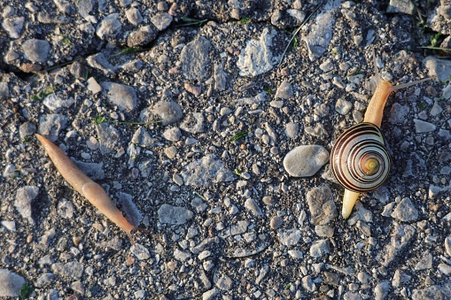 An image of a slug and a snail crawling along a stony path at Lynde Shores Conservation Area in Pickering, Ontario.
