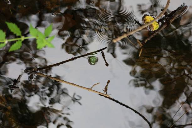 An image of a small Pond Frog sticking its head out of the water with trees and plants reflected. An image of a small Pond Frog sticking its head out of the water with trees and plants reflected in the background at Riverdale Park in Toronto. ocad stock pictures, royalty-free photos & images