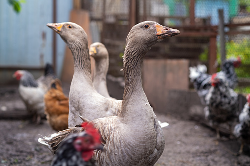 Geese walking on street paddock. Home farm animals.