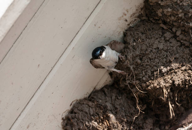 istock Common House Martin, Delichon urbicum 1881813772