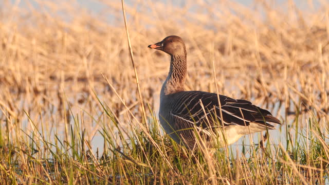 Bean goose (Anser fabalis or Anser serrirostris)