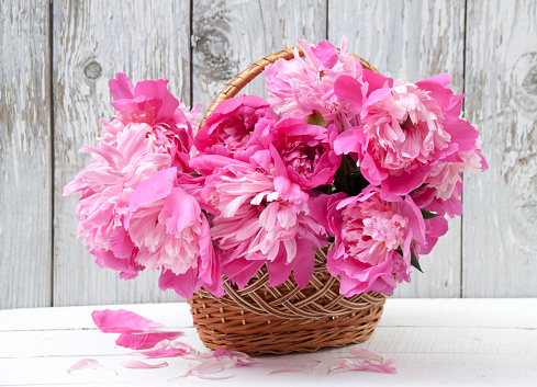 On a white table a basket of pink peonies against the background of a wooden white old wall
