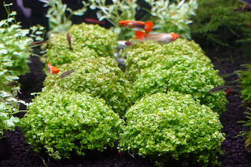 Fish swim and plant trees in the freshwater aquarium.