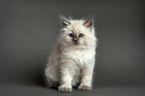 Cute fluffy kitten against gray background. Space for text.