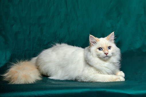 Banner with pretty white cat with blue eyes and long mustache. Close up portrait of kitten isolated on beautiful green background. Domestic animals. Funny pets. Copy space for text.