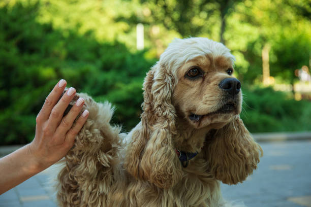 istock American spaniel, concept of pet and best friend - dog 1881854607