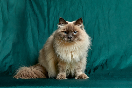 Siamese Longhair cat sitsagainst a green background.
