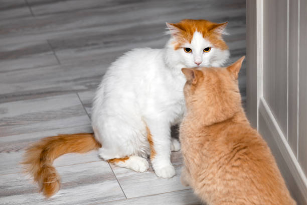 istock the cat is angry and preparing to attack. 1881858715