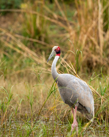 sarus crane or Grus antigone closeup with water droplets in air from beak in natural green background during winter excursion at keoladeo national park or bharatpur bird sanctuary rajasthan india