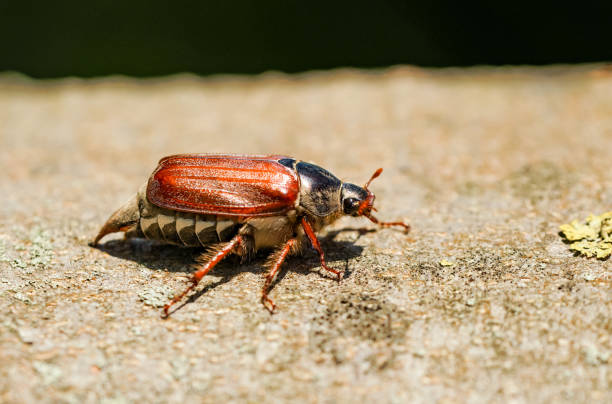 istock Cockchafer, Melolontha. Insect close-up. 1881869576