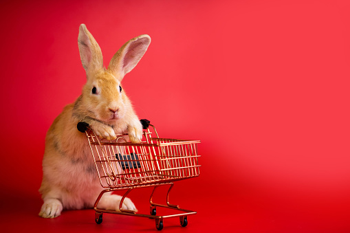 portrait bunny with shopping cart on red background with copyspace. easter bunny portrait on festive red background.
