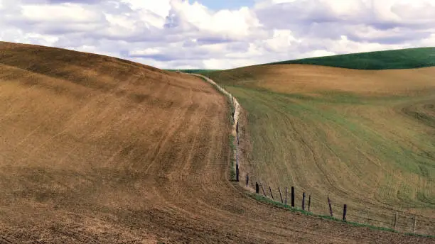 A scenic view of Wheatfields in Spring, Palouse Region, Pacific Northwest, USA