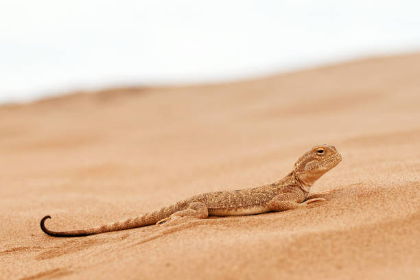 istock Toad-headed agama, Phrynocephalus mystaceus. Calm desert roundhead lizard on the sand in its natural environment. A living dragon of the desert Close up. incredible desert lizard 1881883044