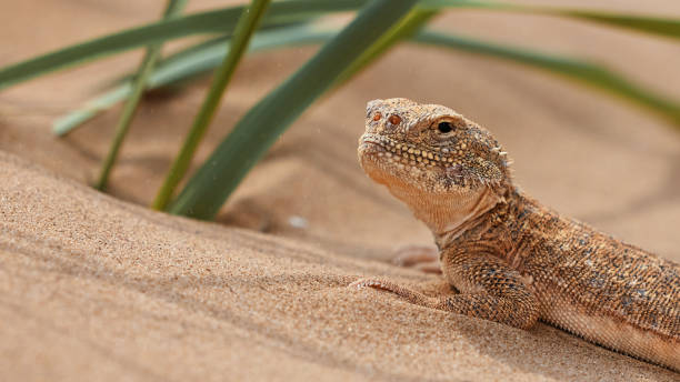 istock Toad-headed agama, Phrynocephalus mystaceus. Calm desert roundhead lizard on the sand in its natural environment. A living dragon of the desert Close up. incredible desert lizard 1881883555