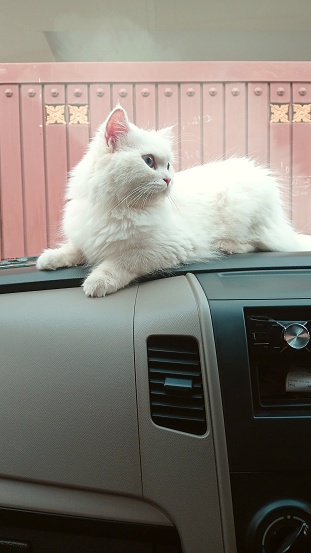 White fluffy cat sitting on car dashboard