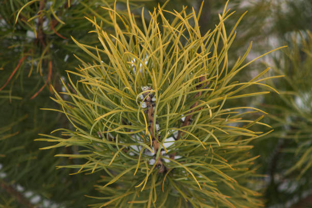 filial do pinho - nevada pine tree bristlecone pine snow - fotografias e filmes do acervo