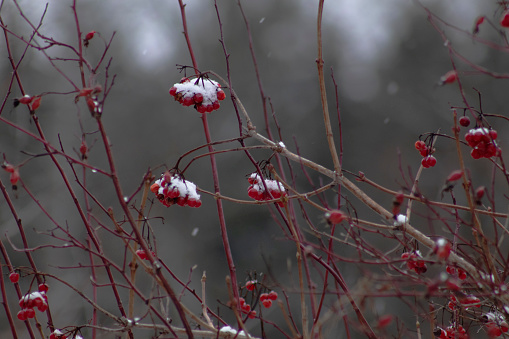 Red berries hang on a tree in winter