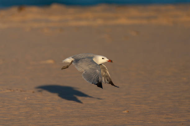 istock Audouin's Gull, Ichthyaetus audouinii 1881904191