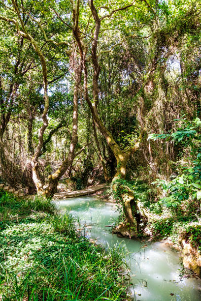 istock Small river in the evergreen forest. Crystal clear water, rocks, moss, plants 1881914941