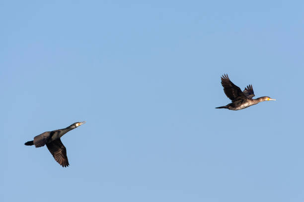 istock Great Cormorant, Phalacrocorax carbo 1881918998