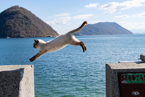 cat jumping over embankment