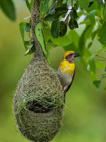 Nesting baya weaver bird
