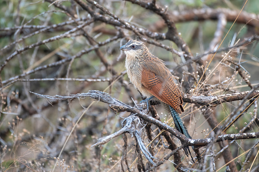 White-browed coucal  on a branch in Tarangire National Park plains Vertical view – Tanzania