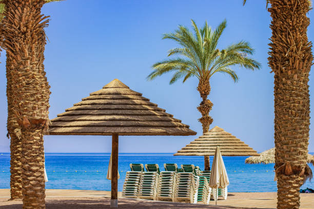 istock summer vacation sea side waterfront sand beach with umbrella and palm trees 1881975323