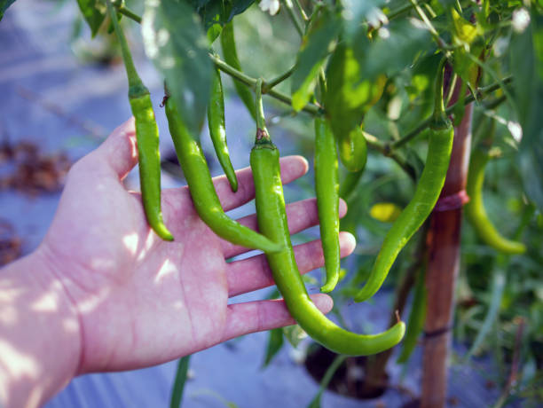 istock Organic green chilli growing in famer hand 1881978943
