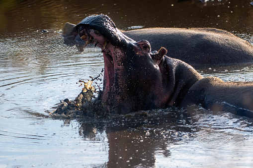 Hippopotamus with mouth wide open among a large group of hippos in the serengeti hippos pool – Tanzania