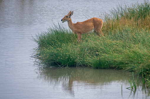 A female redbuck on the shore of a lake in NgoroNgoro National Park – Tanzania