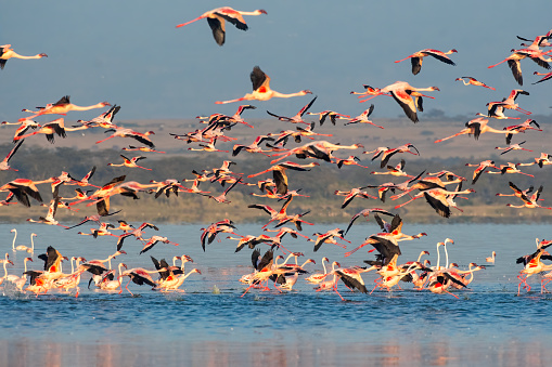A large group of lesser flamingos at dawn in flight over Lake Elementaita with beautiful light - Kenya