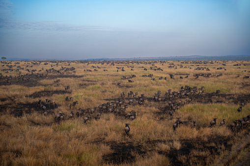 from above- A group of wildebeest running in the savannah during the great migration taken from above with a hot air balloon - Serengeti - Tanzania