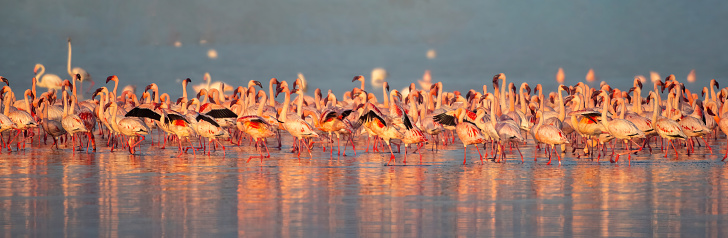 a huge group of lesser flamingos at dawn in Lake Elementaita with beautiful light panoramic view - Kenya