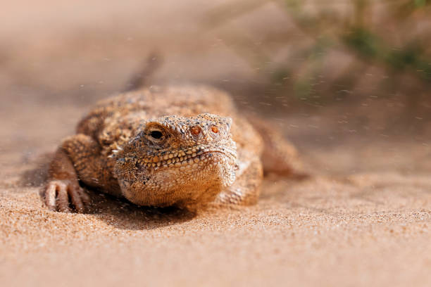 istock Toad-headed agama, Phrynocephalus mystaceus. Calm desert roundhead lizard on the sand in its natural environment. A living dragon of the desert Close up. incredible desert lizard 1881992531