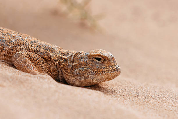 istock Toad-headed agama, Phrynocephalus mystaceus. Calm desert roundhead lizard on the sand in its natural environment. A living dragon of the desert Close up. incredible desert lizard 1881993174