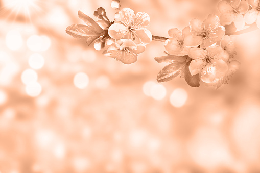 A beautiful cherry blossom branch on a soft blurred background. Floral spring background. Demonstrating color of 2024 year - peach.