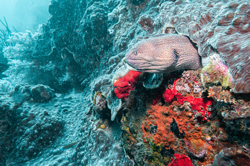Giant Morey Eel, Musandam, Oman