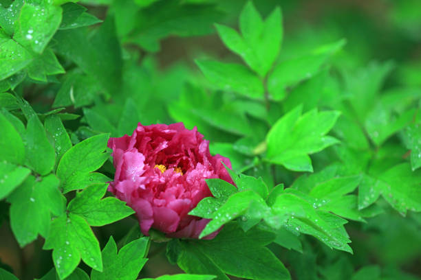 Peony is flowering plant, which is a long-lived perennial with shades ranging from red to pink, purple, yellow, orange and white. The bloom time is from late spring to early summer.