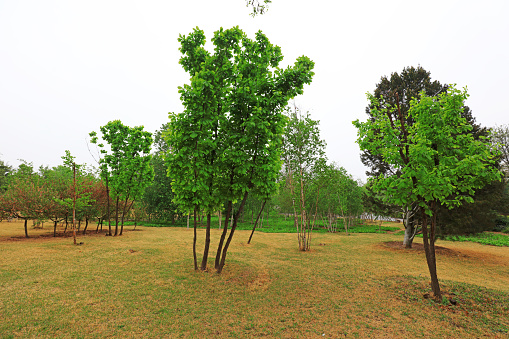 Green plants in the park, North China