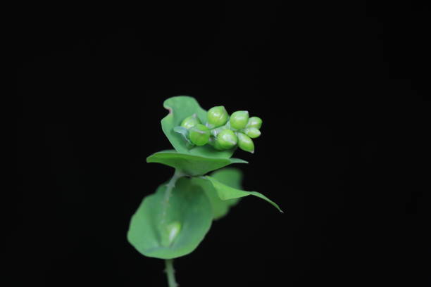 The medicinal plant raceme, North China
