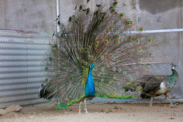 istock peacock flaunting its tail in a zoo, North China 1882077504