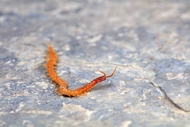 Centipedes crawling on rocks, North China
