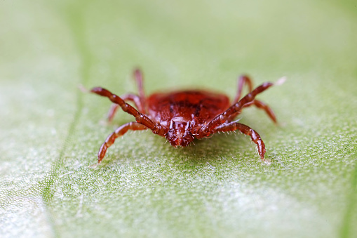 Female Castor Bean Tick (Ixodes ricinus) on a leaf. The tick has a flattened body and is 3 mm long.